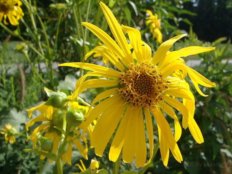 089 Longwood Gardens [2008 August 23].JPG - Longwood Gardens in Pennsylvania